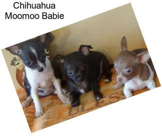 Chihuahua Moomoo Babie