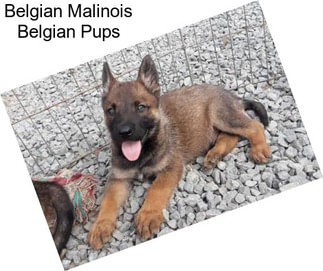 Belgian Malinois Belgian Pups