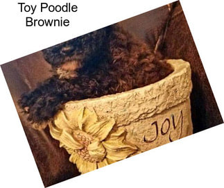Toy Poodle Brownie