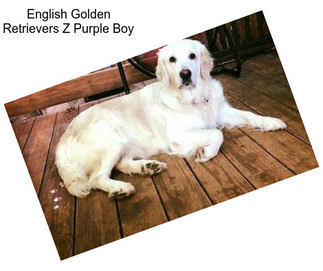 English Golden Retrievers Z Purple Boy