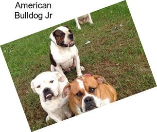 American Bulldog Jr