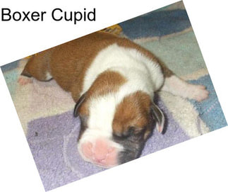 Boxer Cupid