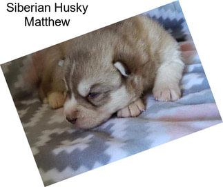 Siberian Husky Matthew