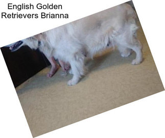 English Golden Retrievers Brianna