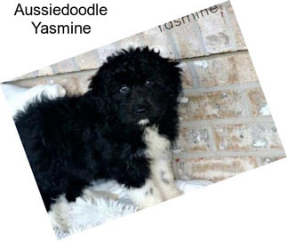 Aussiedoodle Yasmine