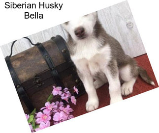 Siberian Husky Bella