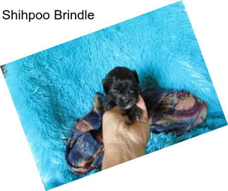 Shihpoo Brindle