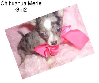 Chihuahua Merle Girl2