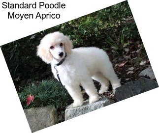 Standard Poodle Moyen Aprico