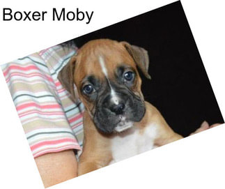 Boxer Moby