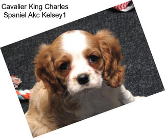 Cavalier King Charles Spaniel Akc Kelsey1