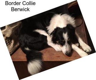 Border Collie Berwick