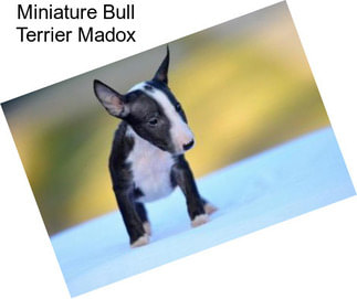 Miniature Bull Terrier Madox