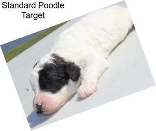 Standard Poodle Target