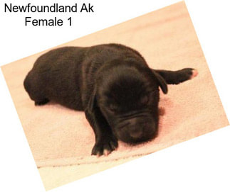 Newfoundland Ak Female 1