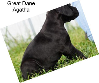 Great Dane Agatha