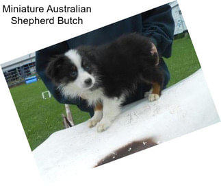 Miniature Australian Shepherd Butch