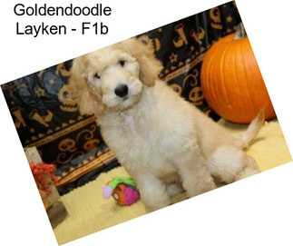 Goldendoodle Layken - F1b