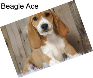 Beagle Ace