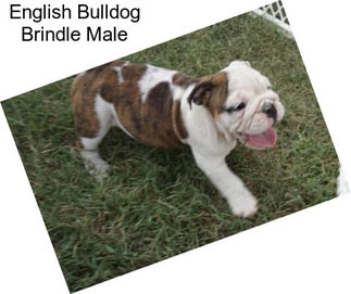 English Bulldog Brindle Male