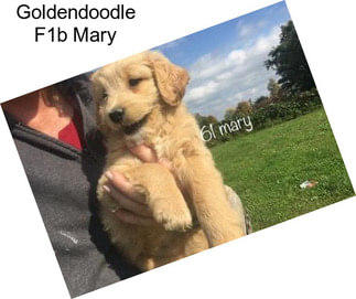 Goldendoodle F1b Mary