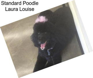 Standard Poodle Laura Louise