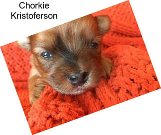 Chorkie Kristoferson