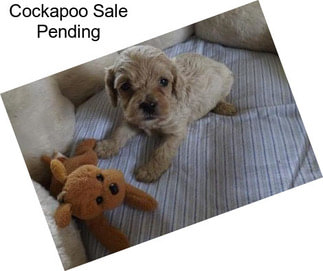 Cockapoo Sale Pending