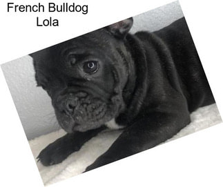 French Bulldog Lola