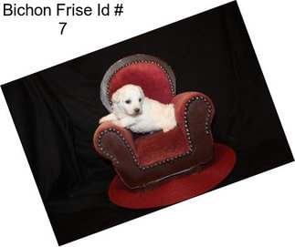 Bichon Frise Id # 7