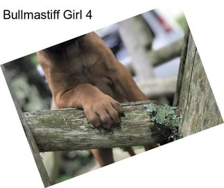 Bullmastiff Girl 4