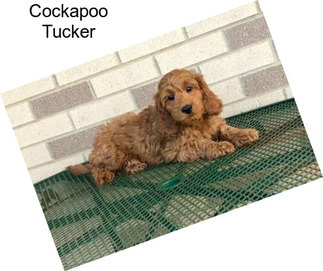 Cockapoo Tucker