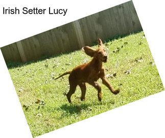 Irish Setter Lucy