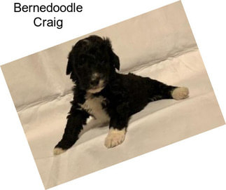 Bernedoodle Craig