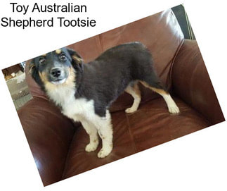 Toy Australian Shepherd Tootsie