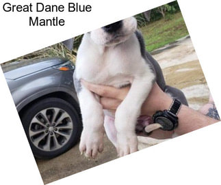 Great Dane Blue Mantle