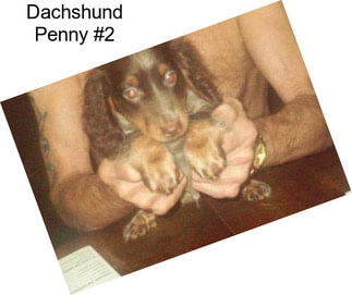 Dachshund Penny #2