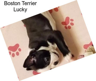 Boston Terrier Lucky