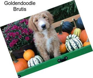 Goldendoodle Brutis