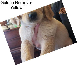 Golden Retriever Yellow