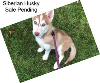 Siberian Husky Sale Pending