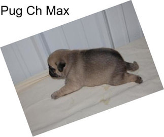 Pug Ch Max