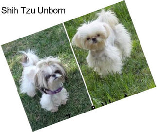 Shih Tzu Unborn