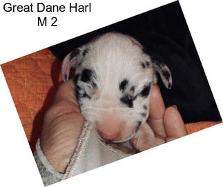 Great Dane Harl M 2