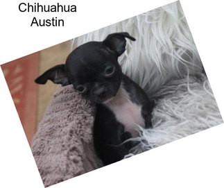 Chihuahua Austin