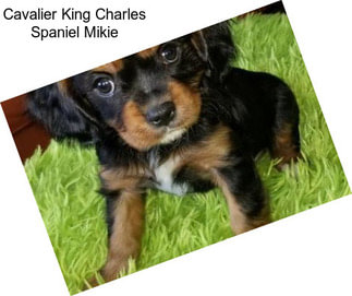 Cavalier King Charles Spaniel Mikie