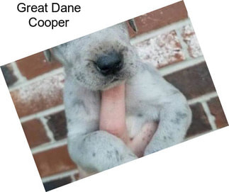Great Dane Cooper