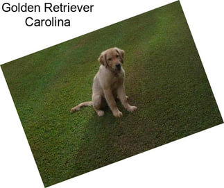 Golden Retriever Carolina