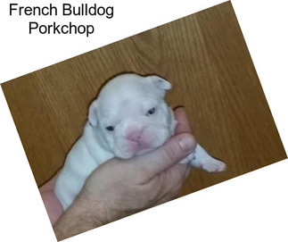 French Bulldog Porkchop