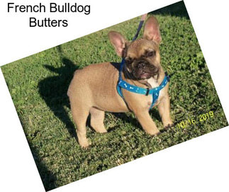 French Bulldog Butters